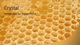  Presentation with honeycomb - PPT layouts consisting of diligence details - honeycomb with honey background and a  colored foreground
