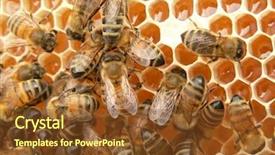  Presentation with cells - Audience pleasing slide deck consisting of diligence details - new honey cells and working backdrop and a tawny brown colored foreground