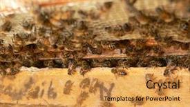  Presentation with cells - PPT layouts having diligence details - propolis on honey cells frame background and a  colored foreground