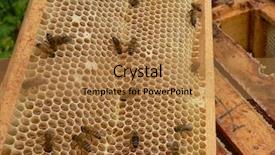  Presentation with cells - Presentation theme with diligence details - working bees on honey cells background and a  colored foreground