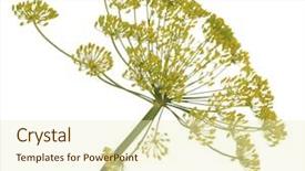  Presentation with flower - Theme with dill-flower-isolated-on-white background and a soft green colored foreground