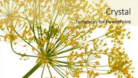  Presentation with flower - Cool new PPT layouts with dill-flower-isolated-on-white backdrop and a yellow colored foreground
