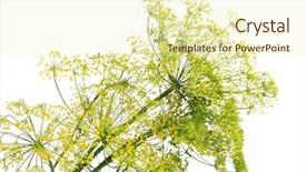  Presentation with flower - PPT layouts consisting of dill-flower-isolated-on-white background and a soft green colored foreground