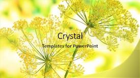  Presentation with bright - Slides with dill-flower-on-bright-background background and a yellow colored foreground