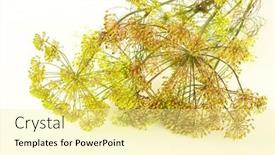  Presentation with cucumbers - PPT theme with dill for doing sour cucumbers background and a blonde colored foreground