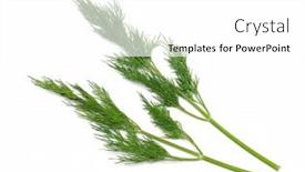  Presentation with white green - Colorful slide set enhanced with dill-fresh-green-plant-isolated backdrop and a white colored foreground