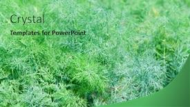  Presentation with plantation - Presentation enhanced with dill-growing-on-a-farm background and a seafoam green colored foreground