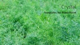  Presentation with plantation - PPT theme with dill-growing-on-a-farm background and a seafoam green colored foreground