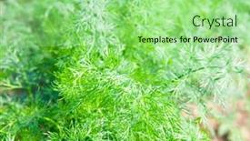  Presentation with plantation - Theme featuring dill-growing-on-a-farm background and a seafoam green colored foreground