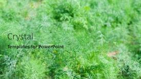  Presentation with plantation - Amazing theme having dill-growing-on-a-farm backdrop and a seafoam green colored foreground