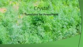  Presentation with plantation - Theme with dill-growing-on-a-farm background and a seafoam green colored foreground