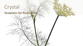  Presentation with background - Slides with dill-on-white-background background and a sky blue colored foreground