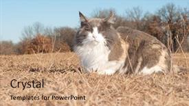  Presentation with cat - PPT layouts enhanced with diluciones - beautiful diluted calico cat resting background and a  colored foreground