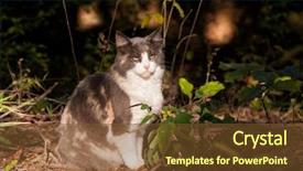  Presentation with dark forest - Colorful slide deck enhanced with diluciones - beautiful diluted calico cat sitting backdrop and a tawny brown colored foreground
