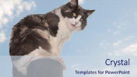  Presentation with cat - Amazing PPT theme having diluciones - beautiful diluted calico cat sitting backdrop and a sky blue colored foreground