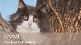  Presentation with cream - Slide set featuring diluciones - blue cream and white diluted background and a coral colored foreground