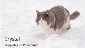  Presentation with snow cat - Colorful PPT layouts enhanced with diluciones - diluted calico cat walking backdrop and a white colored foreground