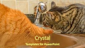  Presentation with cats - Cool new presentation theme with funny cats drinking water backdrop and a red colored foreground