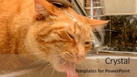  Presentation with water tap - Colorful theme enhanced with cats milk - funny ginger cat drinking water backdrop and a coral colored foreground
