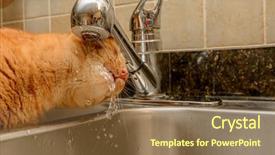  Presentation with water tap - PPT layouts consisting of diluciones - funny ginger cat drinking water background and a tawny brown colored foreground