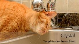  Presentation with drinking water - Presentation theme consisting of diluciones - funny ginger cat drinking water background and a coral colored foreground