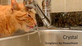  Presentation with water tap - Beautiful presentation theme featuring diluciones - funny ginger cat drinking water backdrop and a coral colored foreground