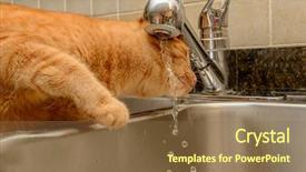  Presentation with drinking water - Beautiful slides featuring diluciones - funny ginger cat drinking water backdrop and a coral colored foreground