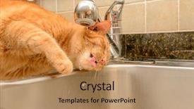  Presentation with drinking water - Amazing slides having cats milk - funny ginger cat drinking water backdrop and a coral colored foreground