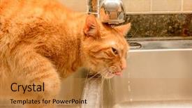  Presentation with drinking water - Theme consisting of diluciones - funny ginger cat drinking water background and a gold colored foreground
