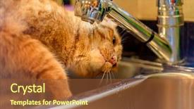  Presentation with water tap - Slide set consisting of diluciones - funny ginger cat drinking water background and a tawny brown colored foreground