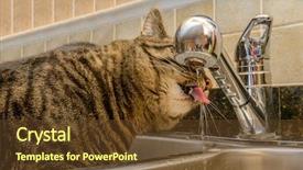  Presentation with water tap - Audience pleasing PPT theme consisting of diluciones - funny grey cat drinking water backdrop and a tawny brown colored foreground