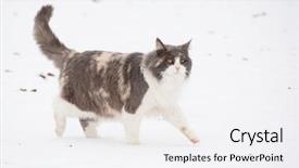  Presentation with snow cat - Beautiful presentation theme featuring diluciones - long haired diluted calico cat backdrop and a white colored foreground