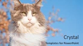  Presentation with blue sky at cook islands - Cool new presentation theme with diluciones - serious looking diluted calico cat backdrop and a light blue colored foreground