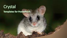  Presentation with rat - Amazing presentation theme having diminutive - acacia tree rat thallomys paedulcus backdrop and a wine colored foreground