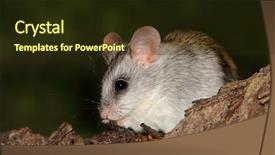  Presentation with south africa - Amazing presentation design having diminutive - acacia tree rat thallomys paedulcus backdrop and a wine colored foreground