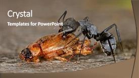  Presentation with ant - Audience pleasing presentation consisting of diminutive - african ant scavenging backdrop and a gray colored foreground