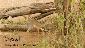  Presentation with scientific journals - Slide set consisting of diminutive - closeup of kirk's dik-dik scientific background and a gold colored foreground