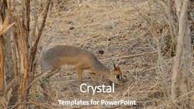  Presentation with scientific officer - PPT theme having diminutive - closeup of kirk's dik-dik scientific background and a  colored foreground