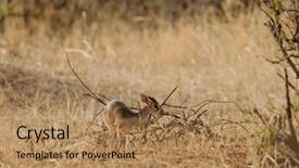 Presentation with name - Cool new presentation theme with diminutive - closeup of kirk's dik-dik scientific backdrop and a  colored foreground