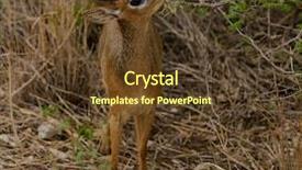  Presentation with scientific - Audience pleasing slides consisting of diminutive - closeup of kirk's dik-dik scientific backdrop and a tawny brown colored foreground