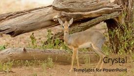  Presentation with name - Slide deck consisting of diminutive - closeup of kirk's dik-dik scientific background and a gold colored foreground