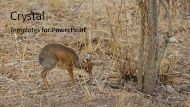  Presentation with scientific - Audience pleasing PPT layouts consisting of diminutive - closeup of kirk's dik-dik scientific backdrop and a coral colored foreground
