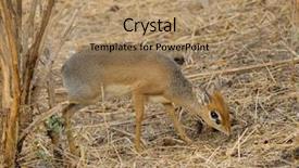  Presentation with name - Colorful slide set enhanced with diminutive - closeup of kirk's dik-dik scientific backdrop and a coral colored foreground