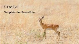  Presentation with scientific instruments - Cool new theme with diminutive - closeup of steenbok scientific name backdrop and a lemonade colored foreground