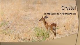  Presentation with scientific research flask pipette - PPT theme with diminutive - closeup of steenbok scientific name background and a  colored foreground