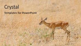  Presentation with scientific police - Beautiful PPT theme featuring diminutive - closeup of steenbok scientific name backdrop and a coral colored foreground