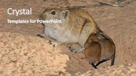  Presentation with south africa - PPT theme having diminutive - female whistling rat parotomys brantsii background and a coral colored foreground