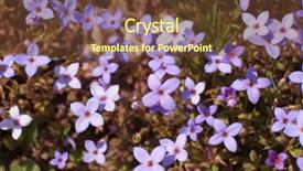  Presentation with indian festival cover page - Audience pleasing theme consisting of diminutive - houstonia pusilla least bluet backdrop and a  colored foreground