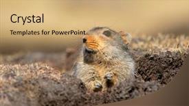  Presentation with rat - Slide deck consisting of diminutive - ice rat otomys sloggetti feeding background and a  colored foreground