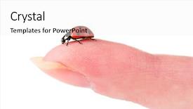  Presentation with crime scene finger print investigation - Amazing slides having diminutive - ladybird on finger isolated backdrop and a white colored foreground